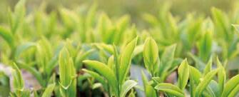廣西西林京桂古道茶業(yè)公司怎么樣？是國企嗎？和廣西農(nóng)墾集團(tuán)啥關(guān)系？